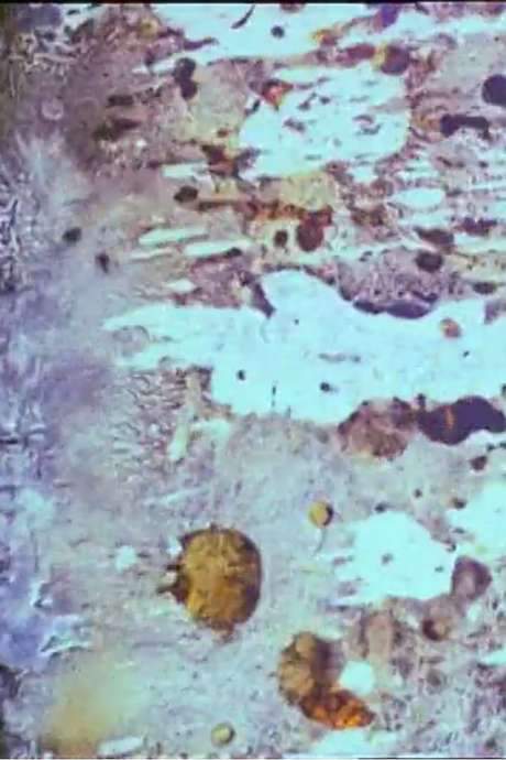 Beauty and the Beast